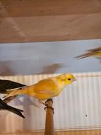 Waterslager/Timbrado kanaries, Meerdere dieren, Zangkanarie