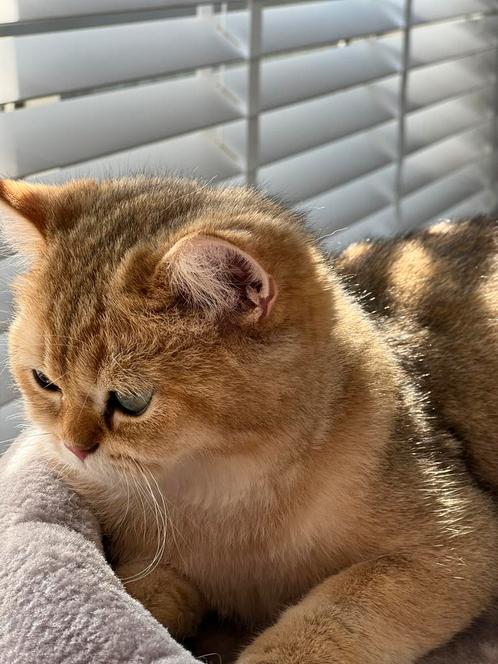 3 Britse kittens korthaar black golden shaded te koop, Dieren en Toebehoren, Katten en Kittens | Raskatten | Korthaar, Poes