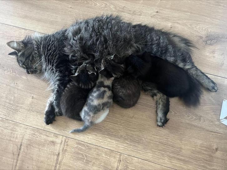 Lieve kittens te koop – Noorse Boskat x Europese Korthaar, Dieren en Toebehoren, Katten en Kittens | Raskatten | Korthaar, Meerdere dieren