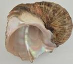 Grote vintage schelp de Turbo marmorartes, Verzamelen, Mineralen en Fossielen, Ophalen of Verzenden
