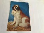 PC102) hond Sint Bernard, Ophalen of Verzenden, Hond of Kat