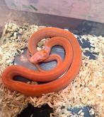 Korenslang/rattenslang Scaleless Amel Tessera man, Dieren en Toebehoren, Reptielen en Amfibieën, Slang, 0 tot 2 jaar