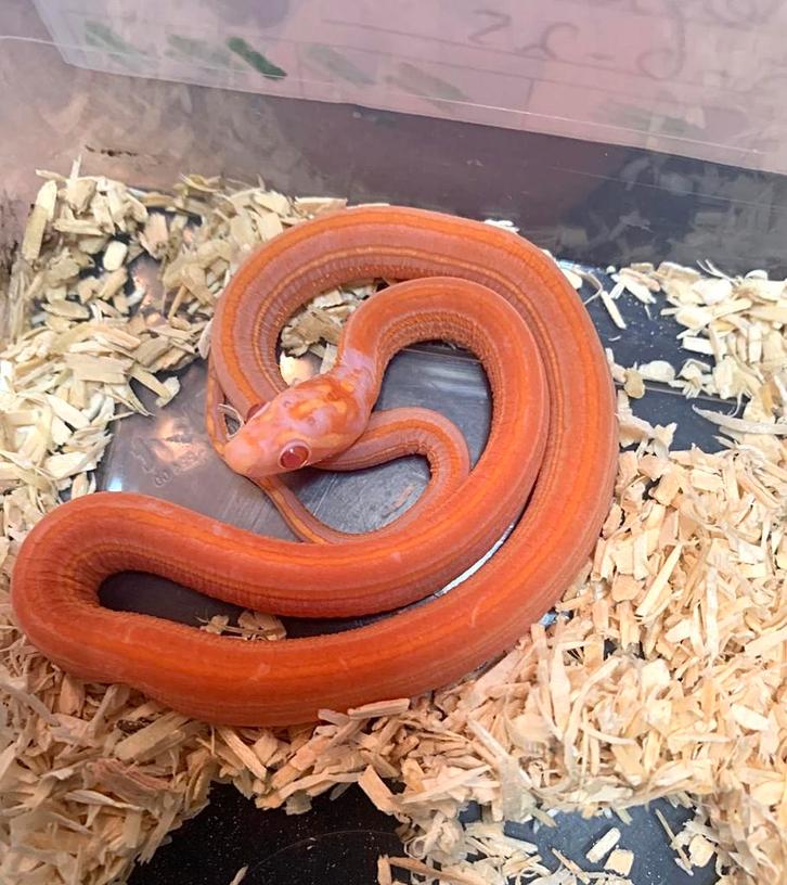 Korenslang/rattenslang Scaleless Amel Tessera man, Dieren en Toebehoren, Reptielen en Amfibieën, Slang, 0 tot 2 jaar