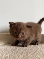 Britse korthaar kittens met stamboom, Kater, Gechipt, 0 tot 2 jaar