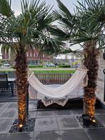 Mooie palmbomen te koop (Trachycarpus fortunei), 100 tot 250 cm, Zomer, Palmboom, Ophalen