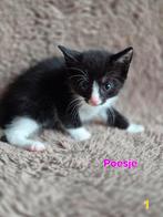 Super sociale kittens mix europese korthaar, Dieren en Toebehoren, Katten en Kittens | Raskatten | Korthaar, Meerdere dieren, Ontwormd