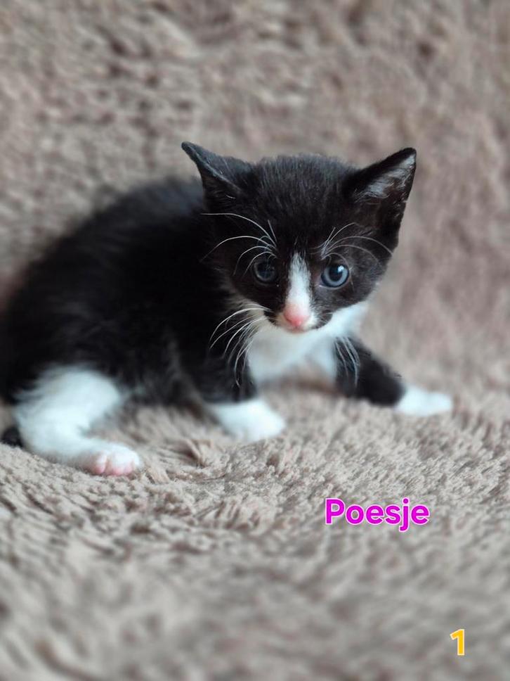 Super sociale kittens mix europese korthaar, Dieren en Toebehoren, Katten en Kittens | Raskatten | Korthaar, Meerdere dieren, Ontwormd