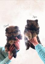 Pomeriaan pups, Dieren en Toebehoren, Overige rassen, 8 tot 15 weken, Meerdere, Meerdere dieren