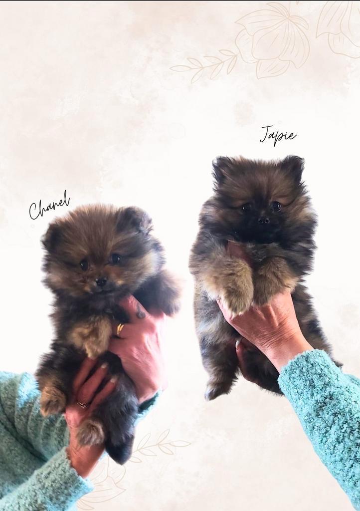 Pomeriaan pups, Dieren en Toebehoren, Honden | Poolhonden, Keeshonden en Oertypen, Meerdere dieren, Overige rassen, Particulier