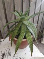 Aloe vera, Ophalen of Verzenden, Halfschaduw, Minder dan 100 cm