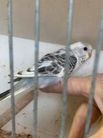 Jonge grasparkiet, Dieren en Toebehoren, Vogels | Parkieten en Papegaaien, Mannelijk, Parkiet