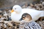 Oud-Hollandsche kwaker | Gezellige eenden | Deskundig advies, Meerdere dieren, Eend