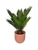 Outletplant | Cycas | Palmboom | Luxe pot | Incl bezorging, Huis en Inrichting, Kamerplanten, Minder dan 100 cm, Palm, Halfschaduw
