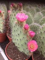 Cactus Opuntia Filifera in de 17cm pot. (Grote Schijven), Ophalen of Verzenden, Minder dan 100 cm, Bloeiende kamerplant, Volle zon