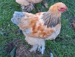 Jonge Brahma kriel haan te koop, Dieren en Toebehoren, Pluimvee, Mannelijk, Kip