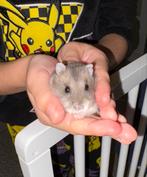 Hamster Schattige Dwerghamster 5 maandedn, Hamster, Mannelijk, Tam, September