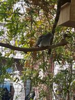 Jong diamantduif, Geslacht onbekend, Overige soorten