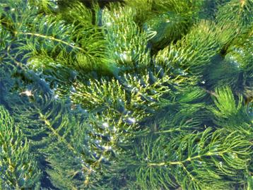 Zuurstofplanten voor een heldere vijver. Hoornblad. beschikbaar voor biedingen