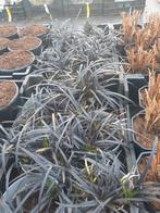 Ophiopogon Niger slangenbaard 1.5 liter potten, Tuin en Terras, Planten | Tuinplanten, Ophalen of Verzenden