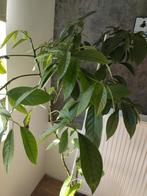 Advocado boom in pot zeer mooi, Huis en Inrichting, Kamerplanten, Ficus, Ophalen of Verzenden, Halfschaduw, In pot