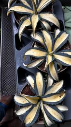 Agave Americana 'Mediopicta Alba' - Sierlijke Vetplant, Volle zon, Vaste plant, Bloeit niet, Ophalen