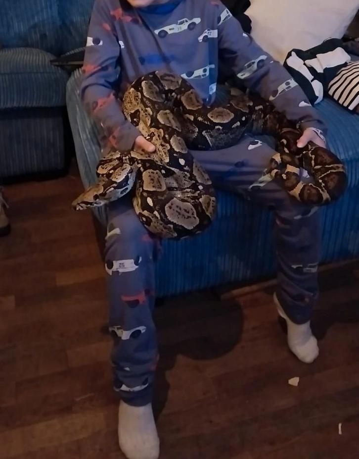 Boa constrictor +2 meter, lief hanteerbaar dier + terrarium