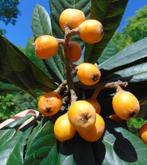 Loquat Plant, Ophalen, Minder dan 100 cm
