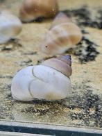Filopaludina Martensi (Witte Wonderslak), Slak of Weekdier
