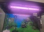 Juwel aquarium, Dieren en Toebehoren, Vissen | Aquariumvissen