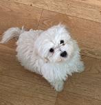 Maltipoo puppy’s, Dieren en Toebehoren, Overige rassen, CDV (hondenziekte), 8 tot 15 weken, Meerdere