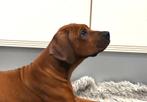 Prachtige Rhodesian Ridgeback pup met stamboom !, Dieren en Toebehoren, Honden | Beagles, Bassets en Lopende honden, Overige rassen