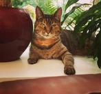 Nieuwe thuis voor 8 jarige Europese korthaar Ana, Dieren en Toebehoren, Katten en Kittens | Overige Katten, Poes, Kortharig, 6 jaar of ouder