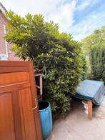 Diverse Rodendendrons te koop, Ophalen, Volle zon, Overige soorten
