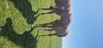 Prachtige hengstveulens tekoop, Dieren en Toebehoren, Pony's, Niet van toepassing, 0 tot 2 jaar, Hengst, Recreatiepony