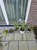 Mooie planten inclusief pot!, Tuin en Terras, Planten | Tuinplanten, Overige soorten, Vaste plant, Ophalen of Verzenden, Bloeit niet