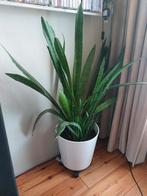 Grote mooie Sansevieria in witte aardewerk pot van Ikea., Huis en Inrichting, Ophalen of Verzenden, Overige soorten, Minder dan 100 cm