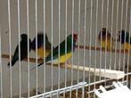Diverse leuke tropen, Dieren en Toebehoren, Vogels | Overige Vogels, Meerdere dieren, Tropenvogel, Geringd