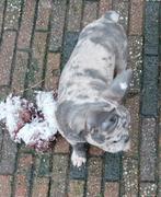 Franse Bulldog pups. Twee Merle teefjes en twee reutjes, Ophalen of Verzenden, Nieuw