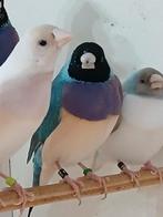 Blauw onverwant koppel gouldamadines split witborst, Dieren en Toebehoren, Vogels | Overige Vogels, Meerdere dieren