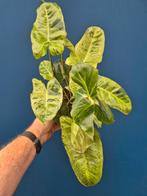 Philodendron Paraiso Verde p17 (1), Huis en Inrichting, Kamerplanten, Ophalen of Verzenden, Halfschaduw, Minder dan 100 cm