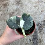 Alocasia melo variegata met uitloper, Huis en Inrichting, Kamerplanten, Ophalen of Verzenden, Halfschaduw, Minder dan 100 cm