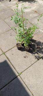 Gojibes planten, Tuin en Terras, Planten | Tuinplanten, Ophalen, Volle zon, Vaste plant, Zomer