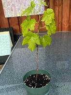 Druivenplant, Ophalen, Minder dan 100 cm, Overige soorten, Zomer