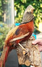 opgezette Fazant a, Verzamelen, Ophalen of Verzenden, Zo goed als nieuw, Vogel, Opgezet dier