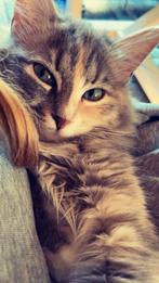Ragdoll kittens met stamboom, Dieren en Toebehoren, Poes, Ontwormd