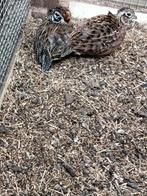 1 koppel montezuma kwartels 2024, Meerdere dieren, Tropenvogel, Geringd