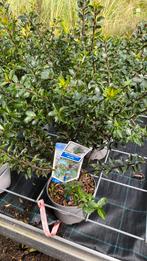 Ilex meserveae (groenblijvend), Tuin en Terras, Planten | Bomen, Ophalen, Bloeit niet, Halfschaduw, Overige soorten