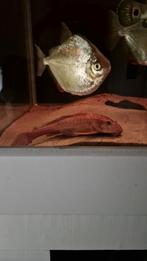 Albino chocolade zeilvin pleco 20/25cm