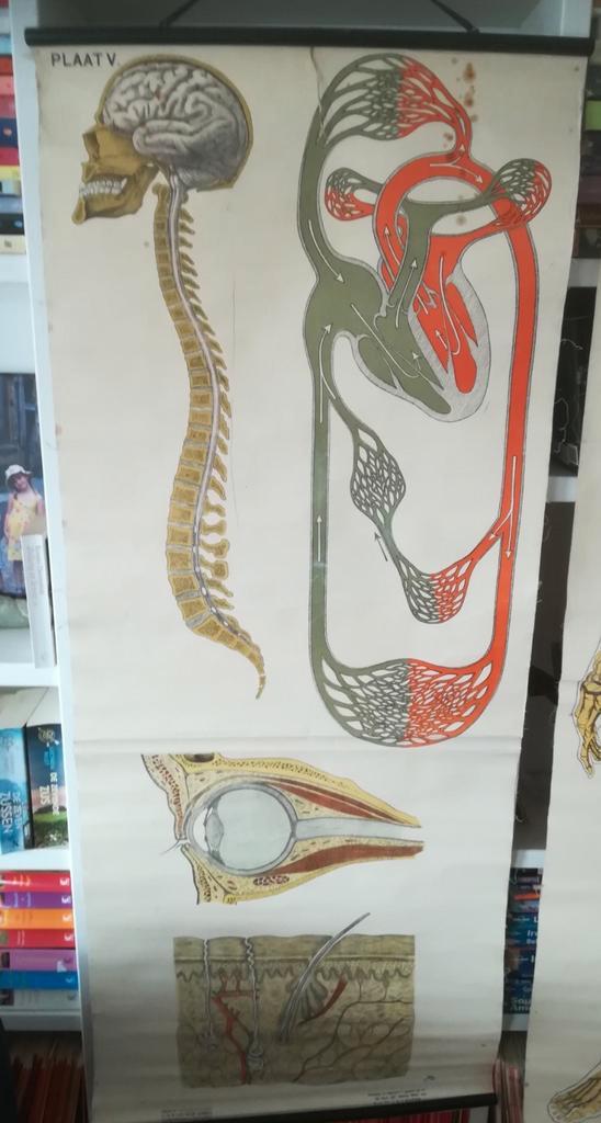 Unieke grote vintage anatomie school plaat. Van goor, Antiek en Kunst, Antiek | Schoolplaten, Natuur en Biologie, Ophalen of Verzenden