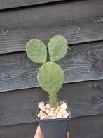 Winterharde Opuntia Cactus - 2 stuks, Ophalen, Vaste plant, Overige soorten, Volle zon